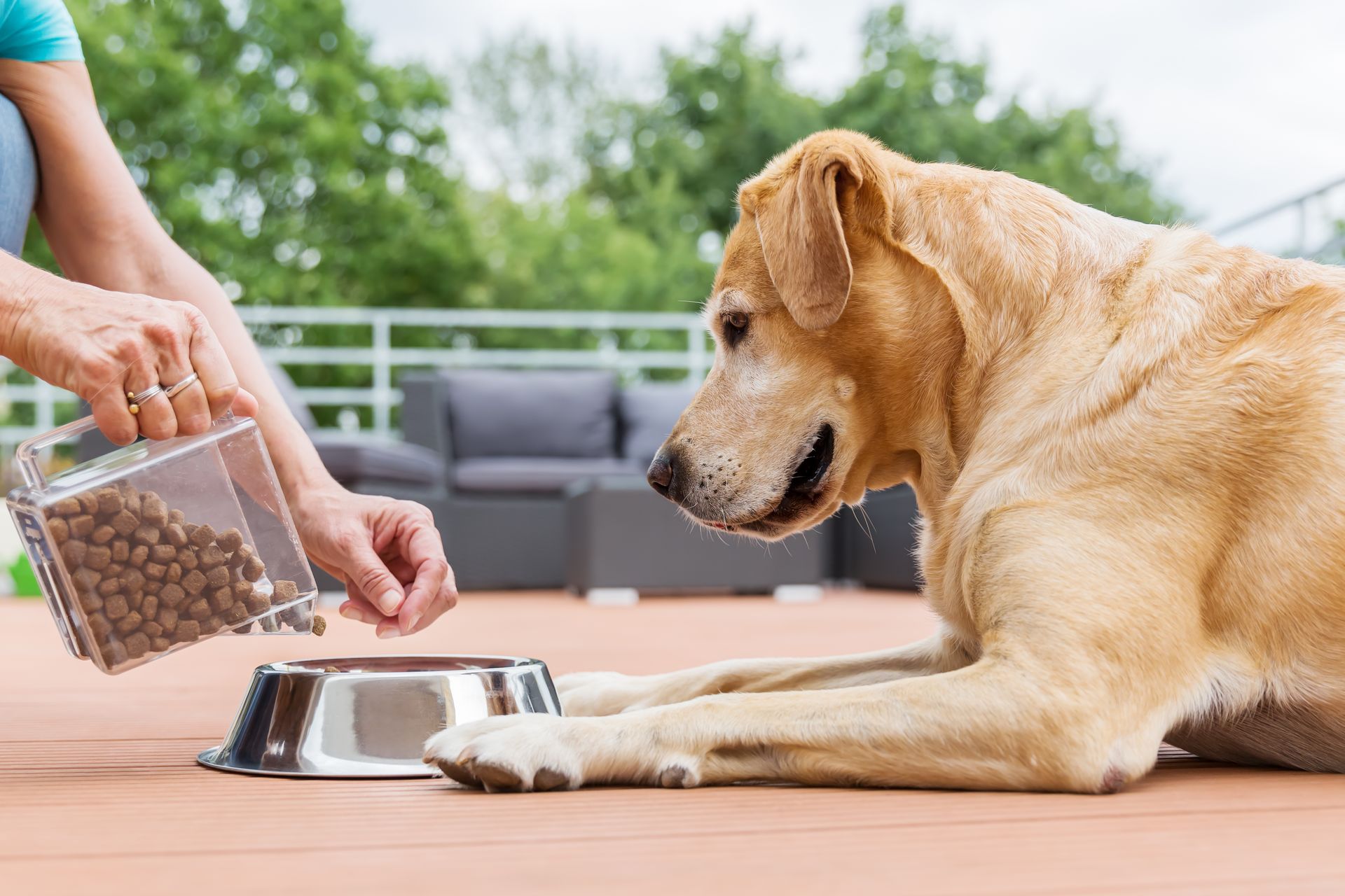 So klappt das Abnehmen auch bei Ihrem Hund Tierarzt Dr. Hölter